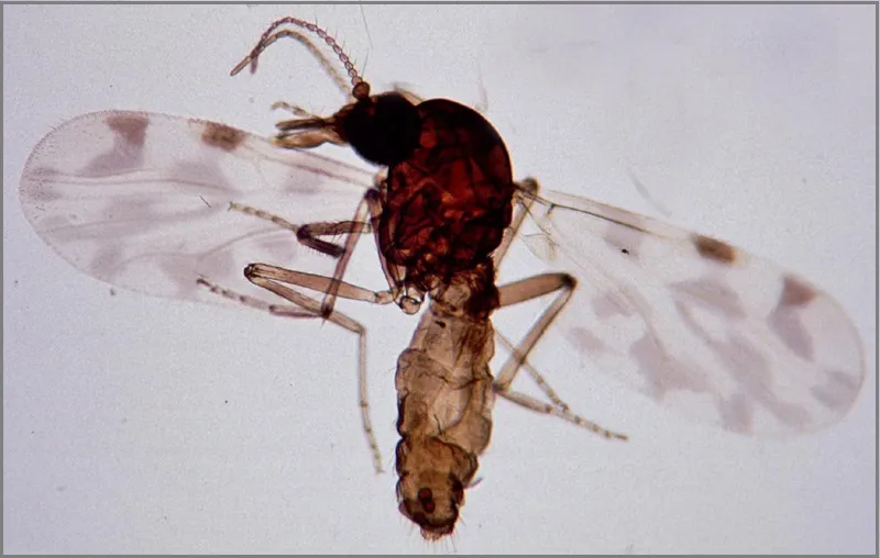 Een bijtende knut, het insect dat het Shamonda-virus tussen vee verspreidt